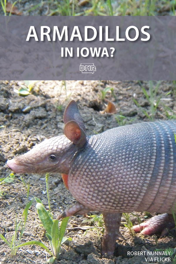 7 things to know about armadillos in Iowa (yes, Iowa!)  |  Iowa DNR